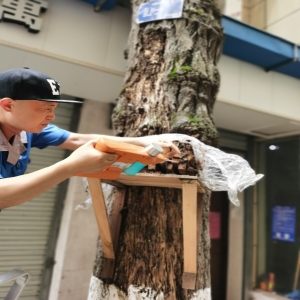 園林名木古樹白蟻滅治
